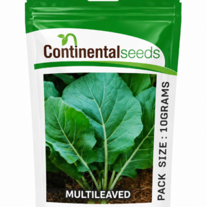 KALE MULTILEAVED 25G