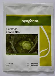 CABBAGE GLORIA 50G