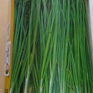 Onion Green Bunching 100G 'Safari' Seeds
