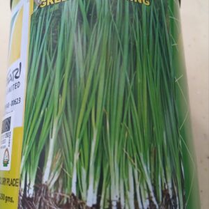 BUNCHING ONION SAFARI SEEDS 250G
