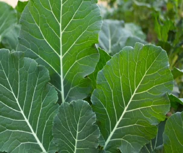 KALE AMIR 50G