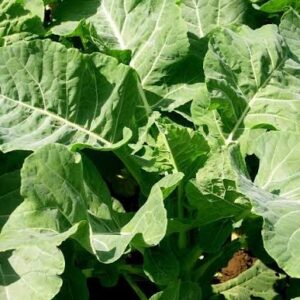 KALE 1000 HYG 10G