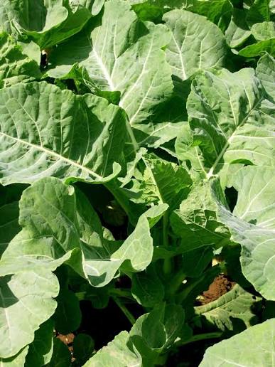 KALE 1000 HYG 10G