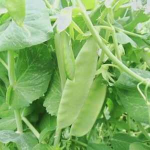 PEAS GREEN DEKA 1KG