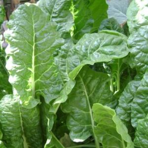 SPINACH AMIR 25G
