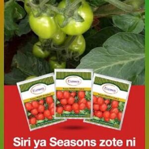 TOMATO NYATI 50G