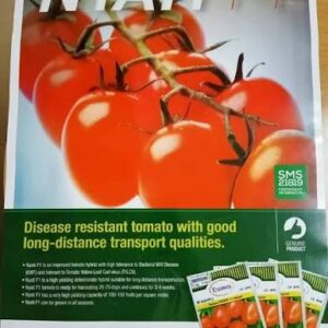 TOMATO NYATI 25G