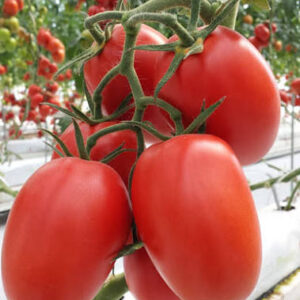 TOMATO OXLY 50G
