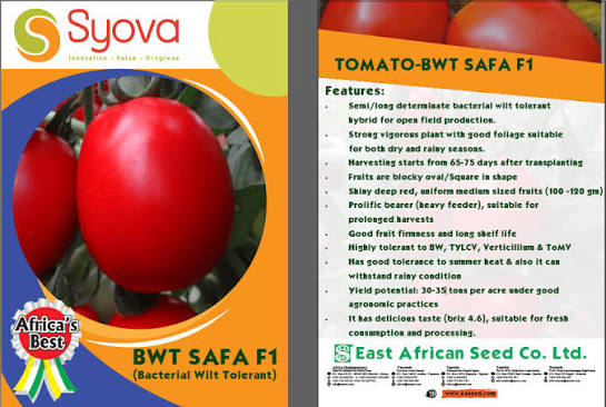 TOMATO SAFA 5G