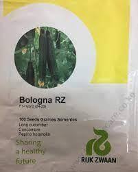 Cucumber Bologna 100 seeds