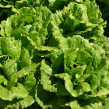 Lettuce Raviv 1000 seeds