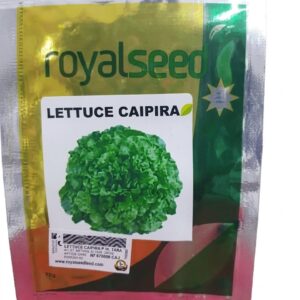 Lettuce Caipira 1000 seeds