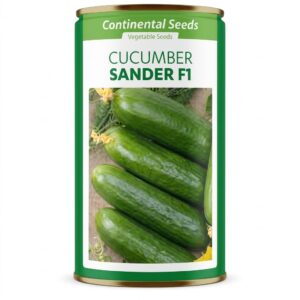 Cucumber Sander  100 seeds